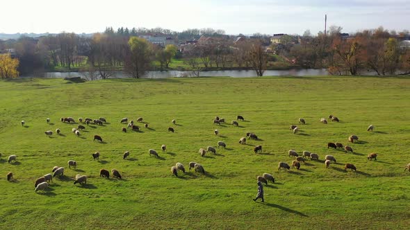 Aerial drone view of sheep herd feeding on grass in green field. Animal concept video. alt