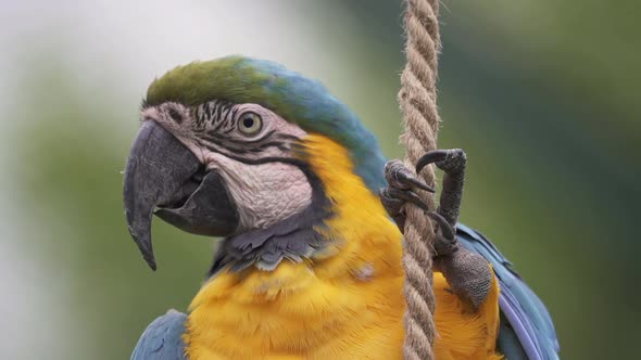 Slow motion closeup shot of a Blue and Yellow macaw hanging from a rope and looking around alt