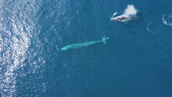 Aerial view of a sperm whale sin the ocean, Azores, Portugal. alt