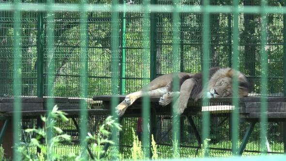 Lion Animal Lying In Zoo Cage And People Walking On Background