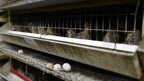 Production Of Quail Eggs alt