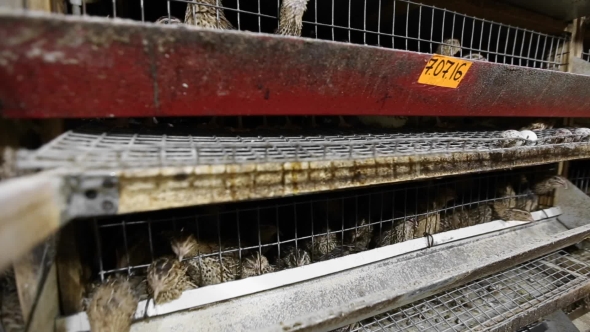 Agricultural Quail Farm alt