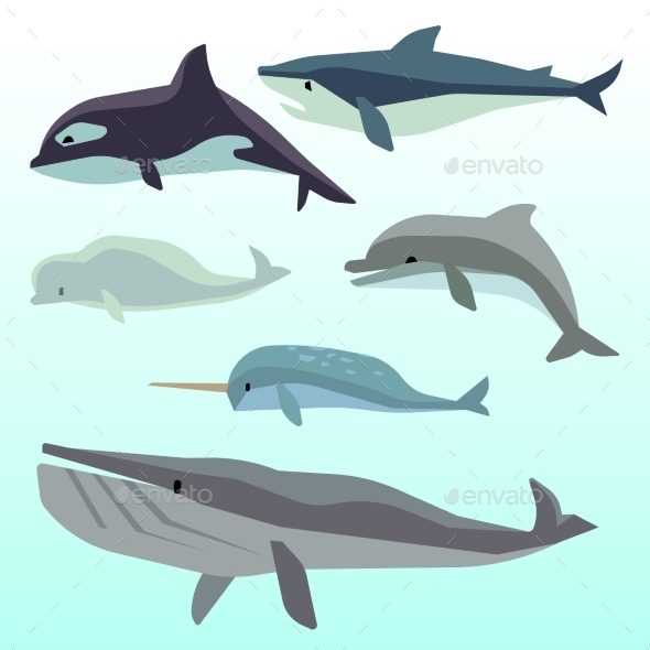 Whales And Dolphins, Marine Underwater Mammal - Animals Characters