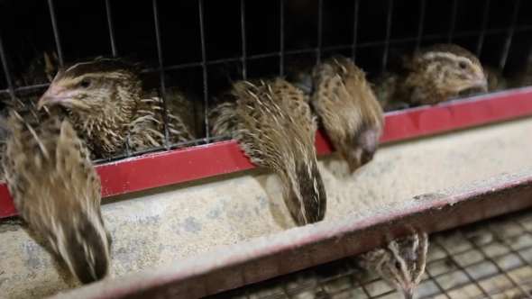 Quail Peck Feed From The Trough alt