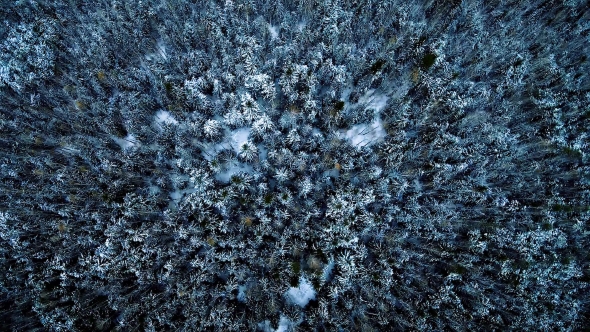 Aerial View Of Pine Forest At Winter