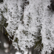 Close-up view of ice crystals on spruce needles. - PhotoDune Item for Sale