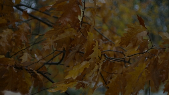 Oak Leaves. Autumn Oak Leaves. Yellow Leaves. Amazing Autumn Leaves.