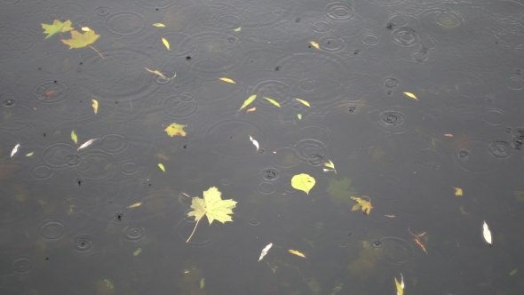 Yellow Puddle Leaves Autumn Floating In Pool