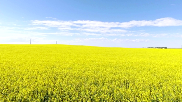 Aerial Flyover Of Yellow Canola Field On a Summer Day alt