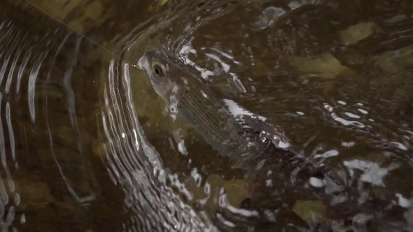 Grayling Fish Under Water Caught Fly Fishing