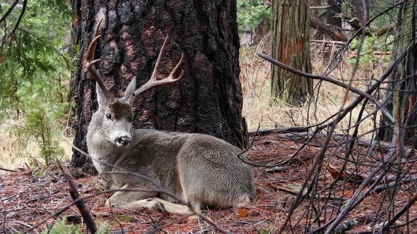 Wild Deer with Big Antlers Horns Animal in Forest California Wildlife Fauna