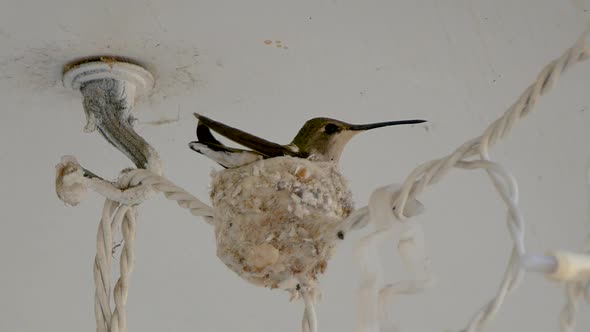 Close up of a female ruby-throated hummingbird siting on a nest then quickly flying away alt