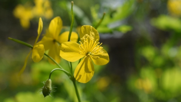 Flower of Greater Celandine