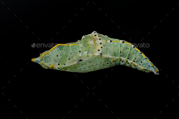 Colored butterfly pupa on a black background Stock Photo by NERYX