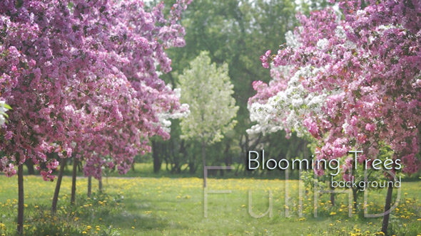 Blooming Apple-Trees Alley