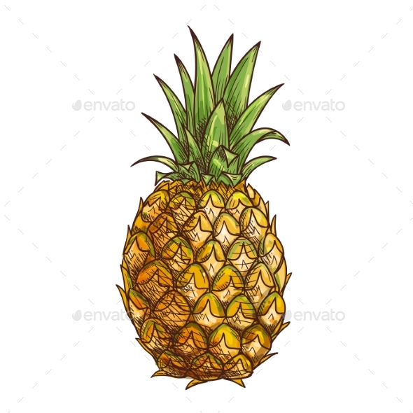 Pineapple Exotci Tropical Fruit Isolated Sketch - Food Objects