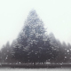 Snow And Pine Forest - Christmas Background - VideoHive Item for Sale