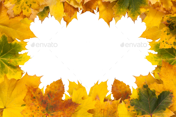 Autumn maple yellow leaves isolated on white background