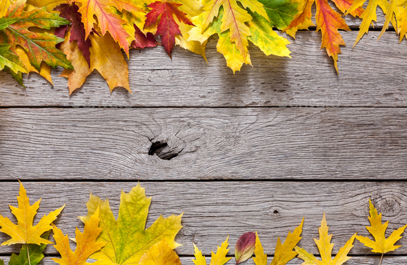 Autumn maple yellow leaves on rustic wood background