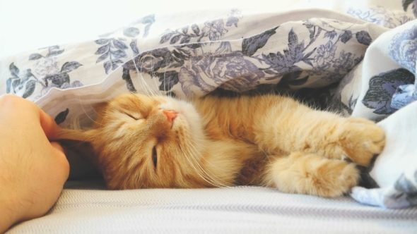 Cute Ginger Cat Lying In Bed Under a Blanket. Fluffy Pet Comfortably Settled To Sleep alt
