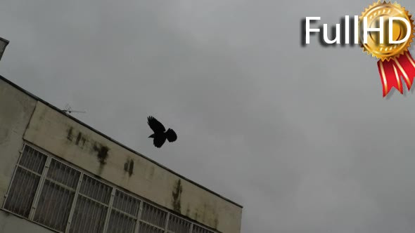 Lonely Raven Fly in Rainy Sky