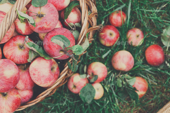Basket with apples harvest in garden, top view