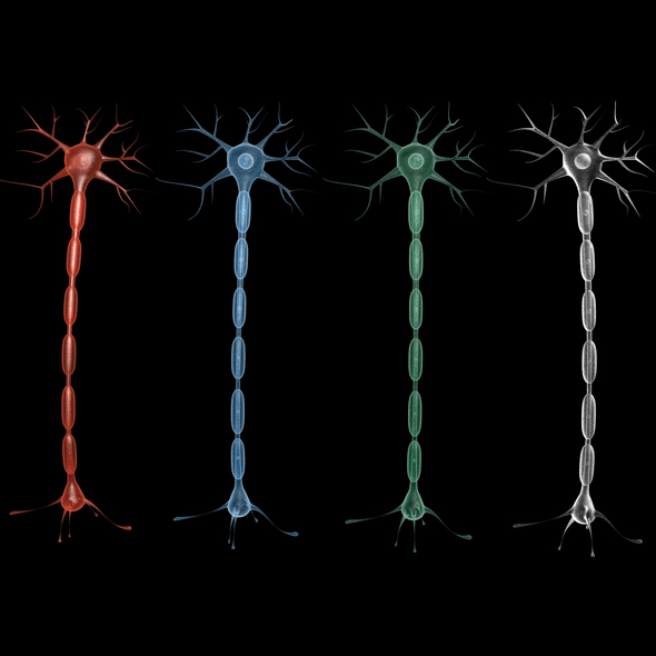 Neuron 02 - 3Docean 18748539
