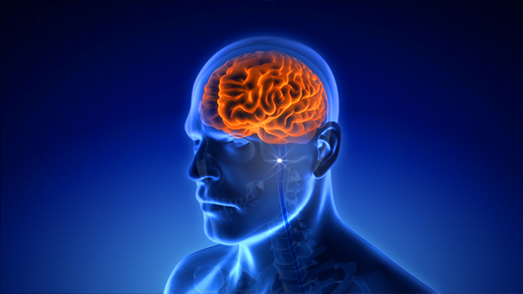 Neuron Impulses Into Brain Medical Scan