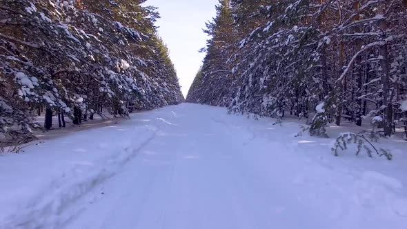 Winter Forest Driving