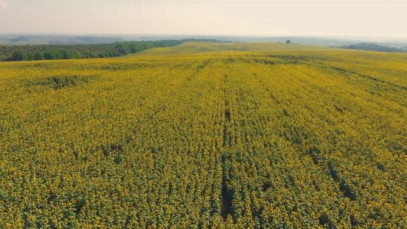 Aerial Shot Landscape With Sunflower