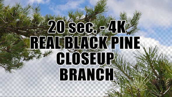 Real Black Pine Tree Close Up Branch with Alpha Channel