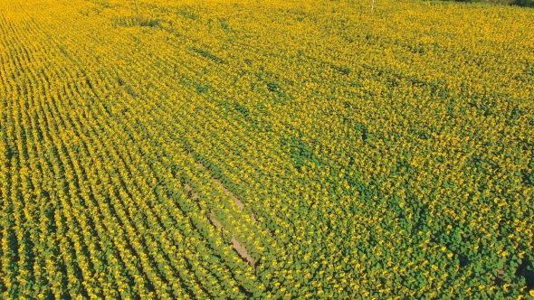 Aerial Shot Landscape With Sunflower