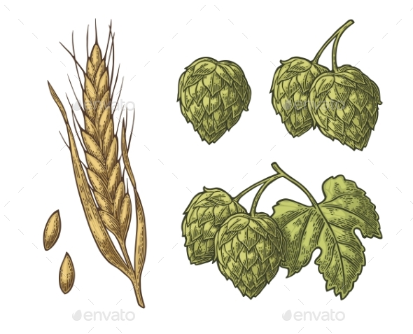 Set Hop Herb Plants with Leaf and Ear of Barley - Flowers & Plants Nature