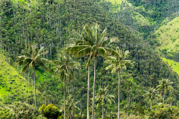 Wax Palm Tree Forest