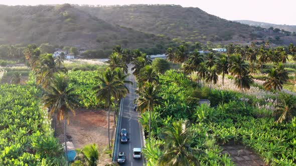 Aerial view coconut and sugar canne plantation in Santiago - Cape verde - Cabo verde