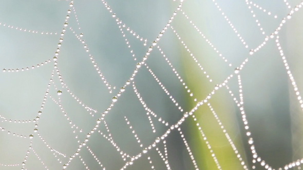 Morning Dew on a Spider Web