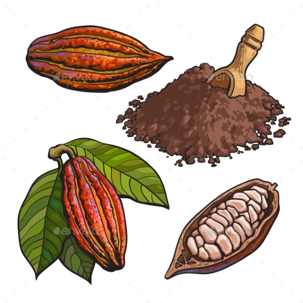 Cacao Fruit, Beans and Powder Set - Organic Objects Objects