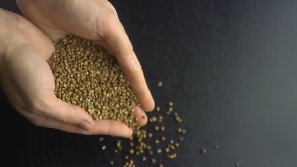Female Hands Pours Buckwheat Grain.