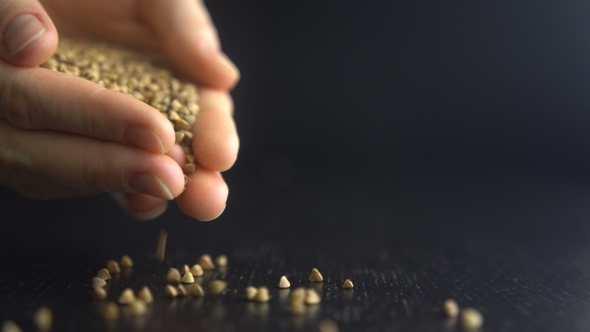 Female Hands Pours Buckwheat Grain