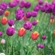 Colorful Tulips In The Park - VideoHive Item for Sale