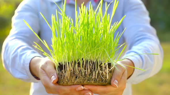 Female Hands Hold Out Handful of Soil with Green Grass, Stock Footage