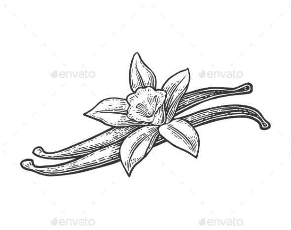 Vanilla Pods and Flower - Flowers & Plants Nature
