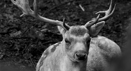 Nature and Landscape