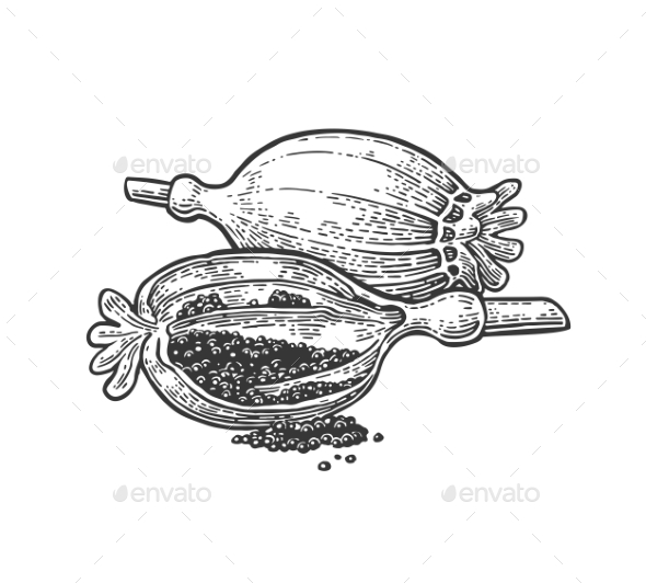 Poppy Heads and Seeds - Food Objects