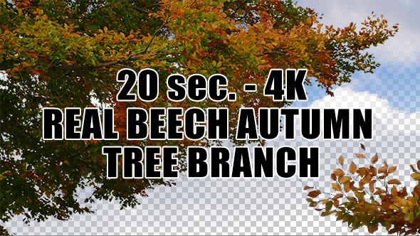 Real Beech Autumn Tree Branch with Alpha Channel
