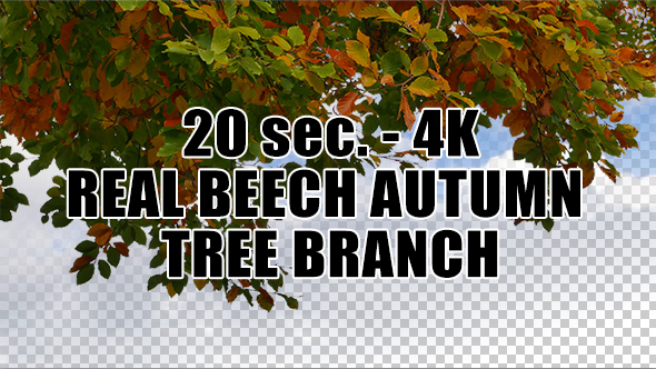 Real Beech Autumn Tree Branch with Alpha Channel