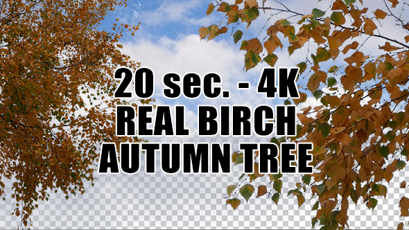 Real Birch Autumn Tree with Alpha Channel
