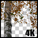 Real Birch Autumn Tree Branch with Alpha Channel - VideoHive Item for Sale