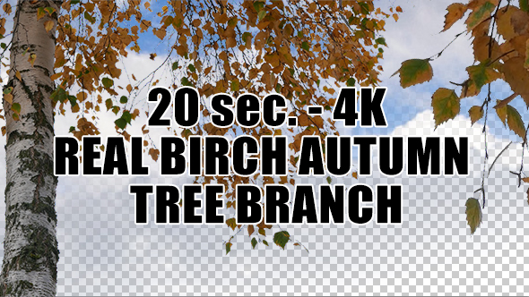 Real Birch Autumn Tree Branch with Alpha Channel