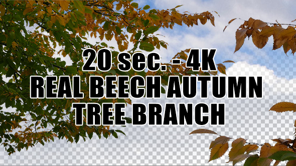 Real Beech Autumn Tree Branch with Alpha Channel